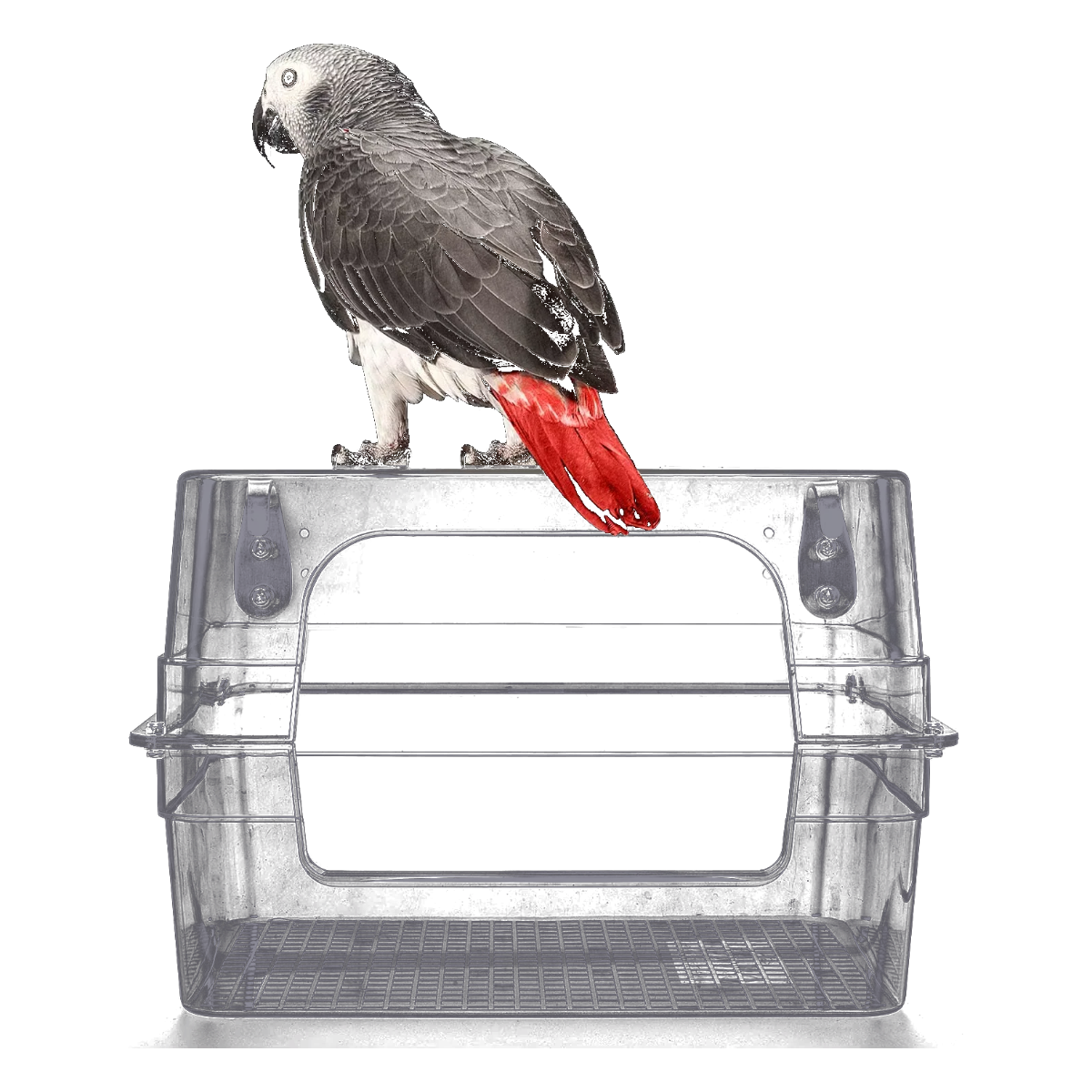 Großes transparentes Vogelbad für den Käfig mit sitzendem Papagei