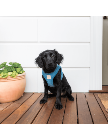 FuzzYard Life Step-in-Hundegeschirr aus Cord, French Blue (Größe XS)