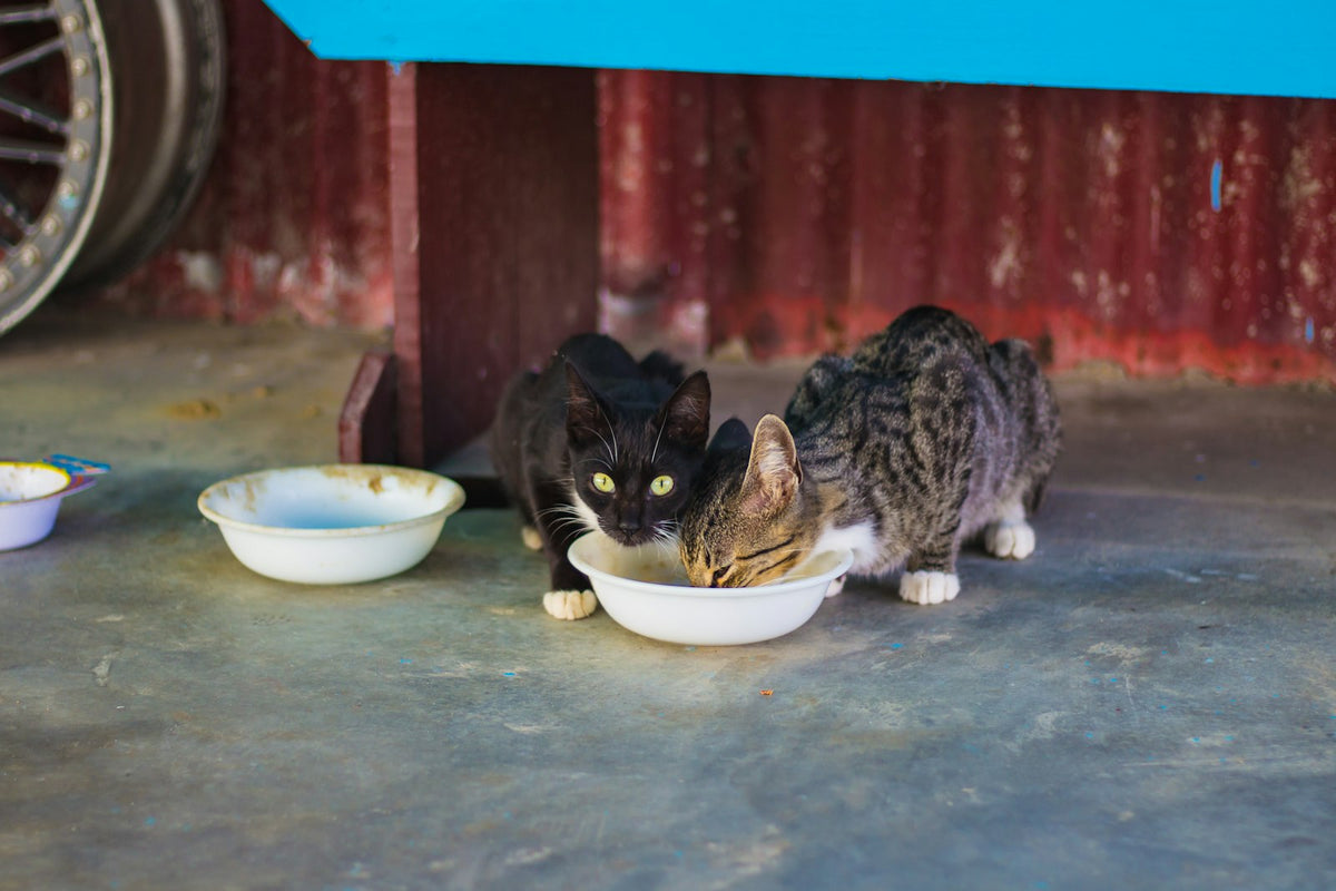 Dos gatos comiendo pienso de un mismo cuenco en casa
