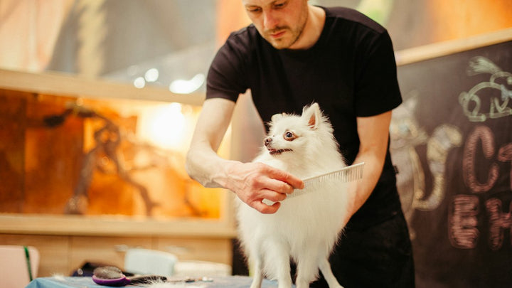 Hombre cepillando el pelo de su perro