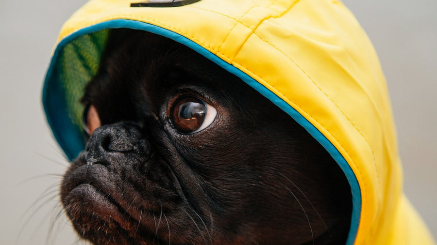 Perro negro con chubasquero amarillo