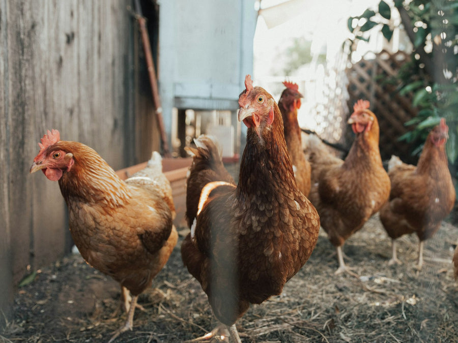 Gallinas en un corral junto a una valla