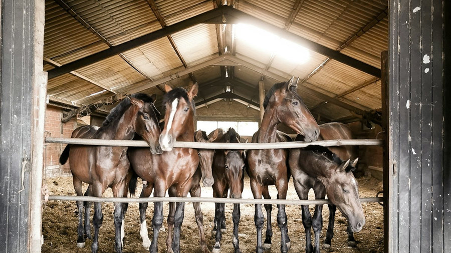 Caballos en sus boxes del establo