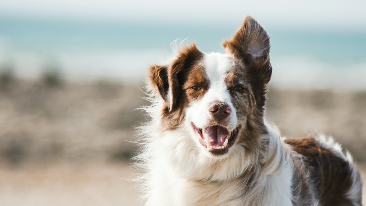 Perro grande y mayor de pelo largo