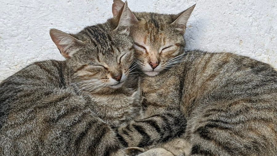 Gato atigrado tumbado en el suelo