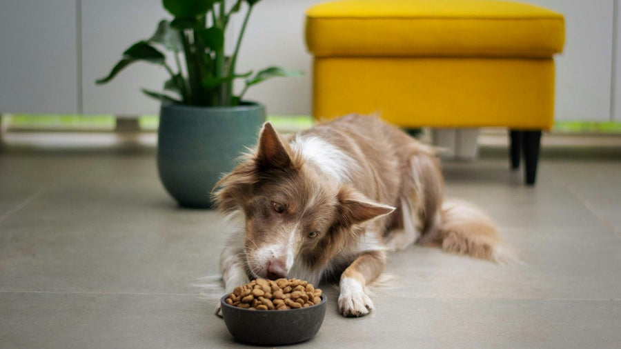 Perro comiendo de un cuenco