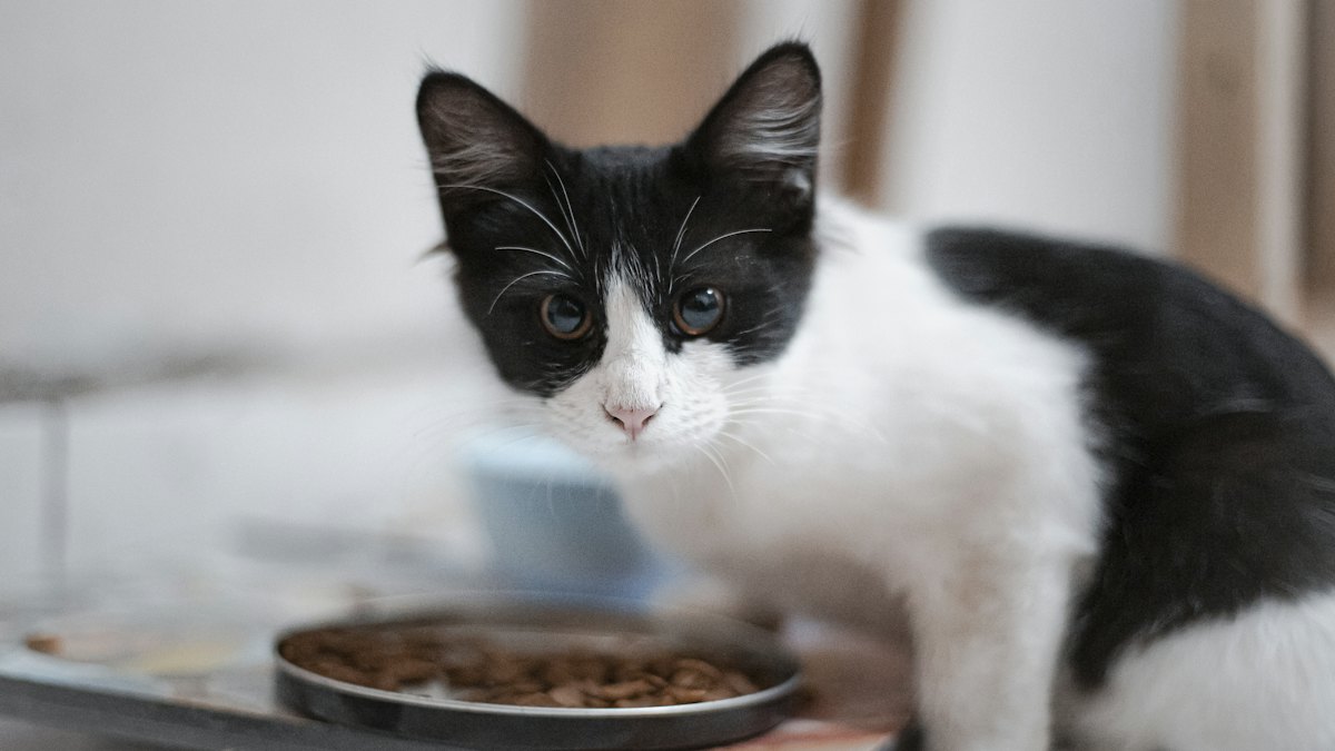 Gato blanco y negro comiendo de un cuenco