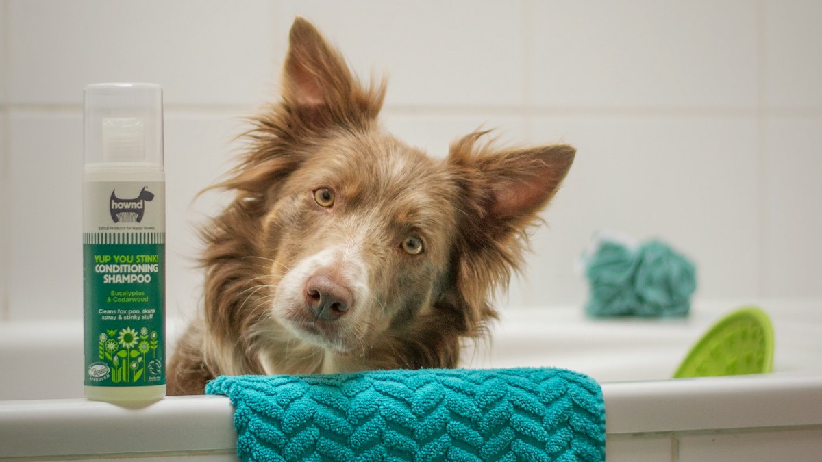 Perro sentado en la bañera junto a una toalla
