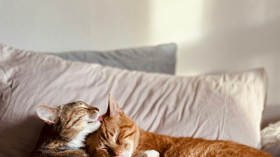 Dos gatos tumbados en un sofá