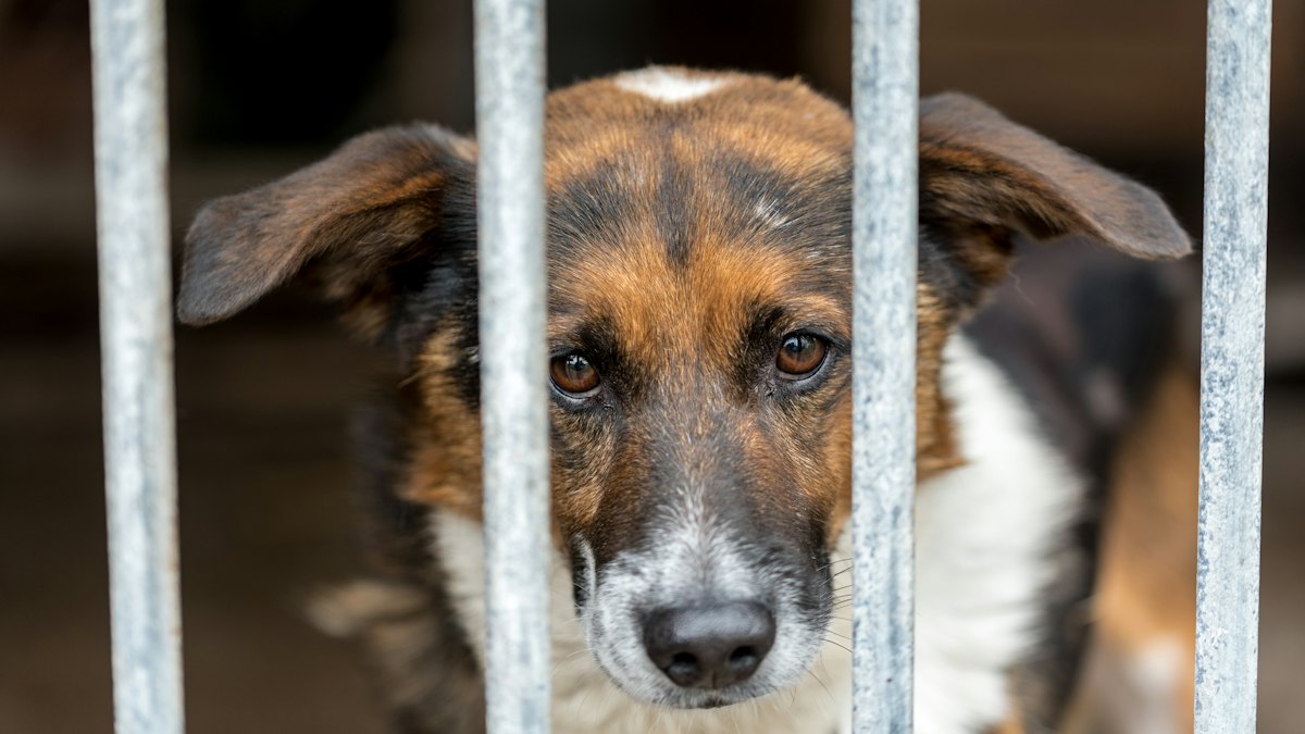 Perro detrás de una valla metálica