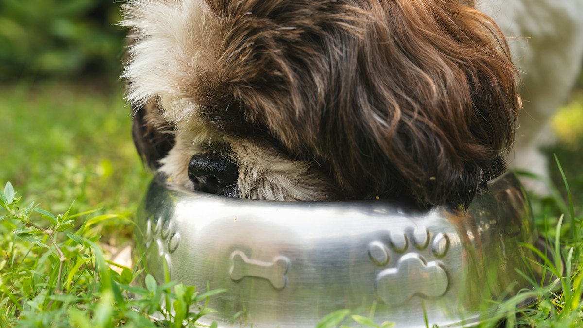 Perro comiendo de un cuenco metálico