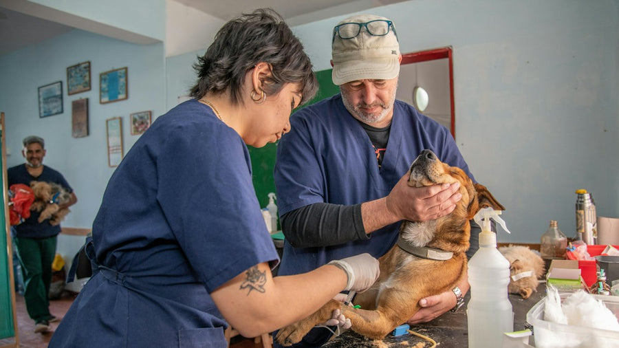 Pareja con su perro en la consulta