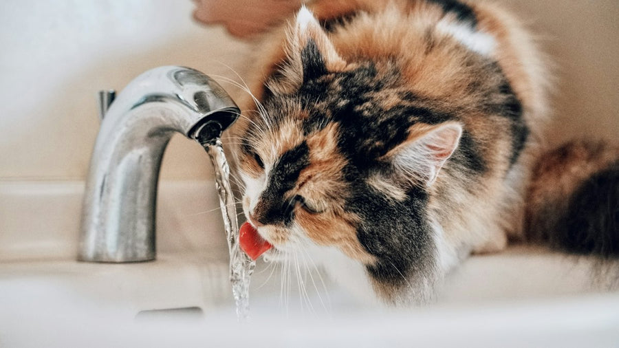 Gato bebiendo agua del grifo en el lavabo