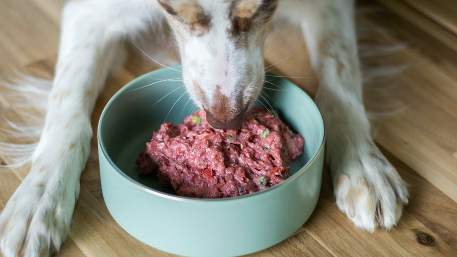 Perro comiendo comida cruda en un cuenco