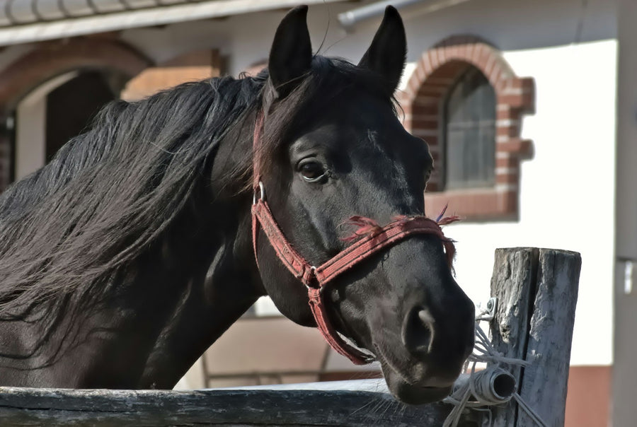 Caballo negro con cabezada roja delante de la cuadra