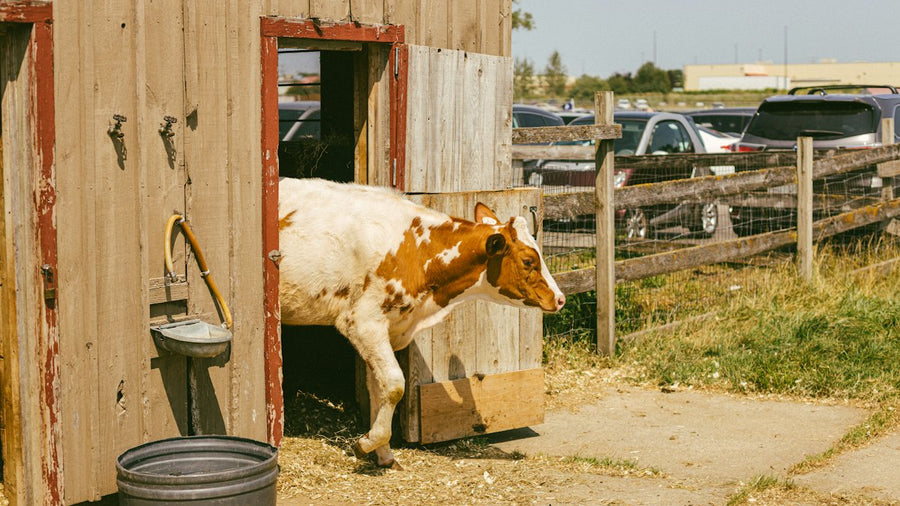 Vaca saliendo de un establo de madera