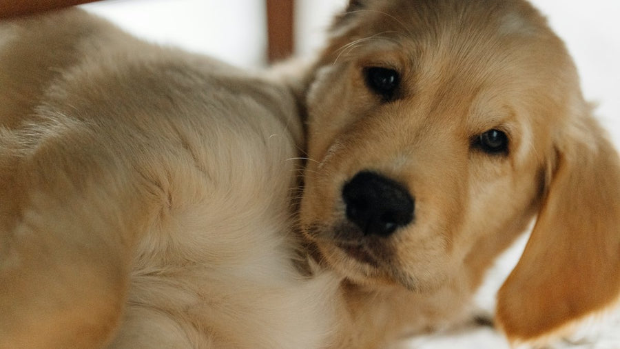 Cachorro de golden retriever tumbado