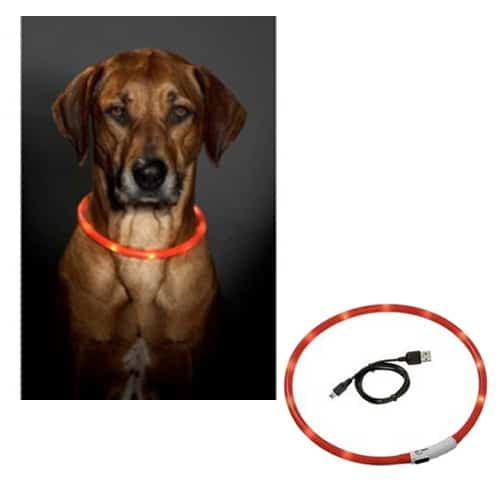 LED-Hundehalsband in Orange