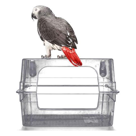 Großes transparentes Vogelbad für den Käfig mit sitzendem Papagei