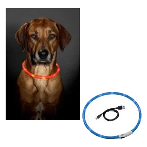 Leuchthalsband Hund LED, USB aufladbar, Einheitsgröße, 70 cm
