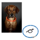 Leuchthalsband Hund LED, USB aufladbar, Einheitsgröße, 70 cm