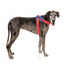 Hundegeschirr FuzzYard Flash Patriot reflektierend