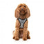 Step-in-Hundegeschirr FuzzYard Fitzroy, atmungsaktiv und reflektierend