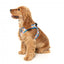 Step-in-Hundegeschirr FuzzYard Fresh Zest, atmungsaktiv und reflektierend
