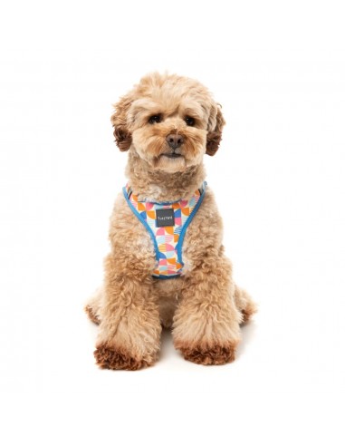 Step-in-Hundegeschirr FuzzYard Fresh Zest, atmungsaktiv und reflektierend