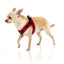 Step-in-Hundegeschirr FuzzYard Heartbreaker, atmungsaktiv und reflektierend