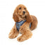 Step-in-Geschirr für Hunde FuzzYard Thornbury Aegean Blue, atmungsaktiv und reflektierend