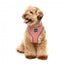 Atmungsaktives Hundegeschirr aus Lycra FuzzYard Thornbury Brick Red