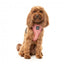 Atmungsaktives Hundegeschirr aus Lycra FuzzYard Thornbury Brick Red