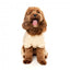 Hunde-Hoodie FuzzYard Urban aus Baumwolle in Buttermilk