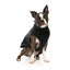 Sherpa-Hundeweste FuzzYard Fitzroy in Schwarz