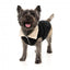 Hundejacke mit Teddyfutter FuzzYard Frontier in Schwarz