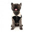 Hundejacke mit Teddyfutter FuzzYard Frontier in Schwarz