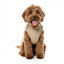 Hundejacke mit Geschirr FuzzYard Horizon in Taupe