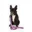 FuzzYard Fiesta Neopren-Hundehalsband (Größe S)