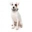 FuzzYard Bubblegum Burst Neopren-Hundehalsband (Größe L)