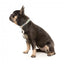 FuzzYard Carioca Neopren-Hundehalsband (Größe S)