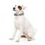 FuzzYard Carioca Neopren-Hundehalsband (Größe S)