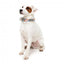 FuzzYard Fresh Zest Neopren-Hundehalsband (Größe S)