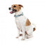 FuzzYard Mint Fizz Neopren-Hundehalsband (Größe M)