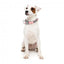 FuzzYard Pink Lemonade Neopren-Hundehalsband (Größe L)