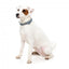 FuzzYard Thornbury Aegean Blue Neopren-Hundehalsband (Größe L)