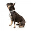 FuzzYard Yazd gepolstertes Neopren-Hundehalsband (Größe S)