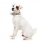 FuzzYard Yazd gepolstertes Neopren-Hundehalsband (Größe S)
