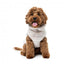 FuzzYard Frosted Teddy Plüsch-Hundepullover in Latte