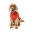 Bestickter Hundepullover FuzzYard Smiley in Rostrot